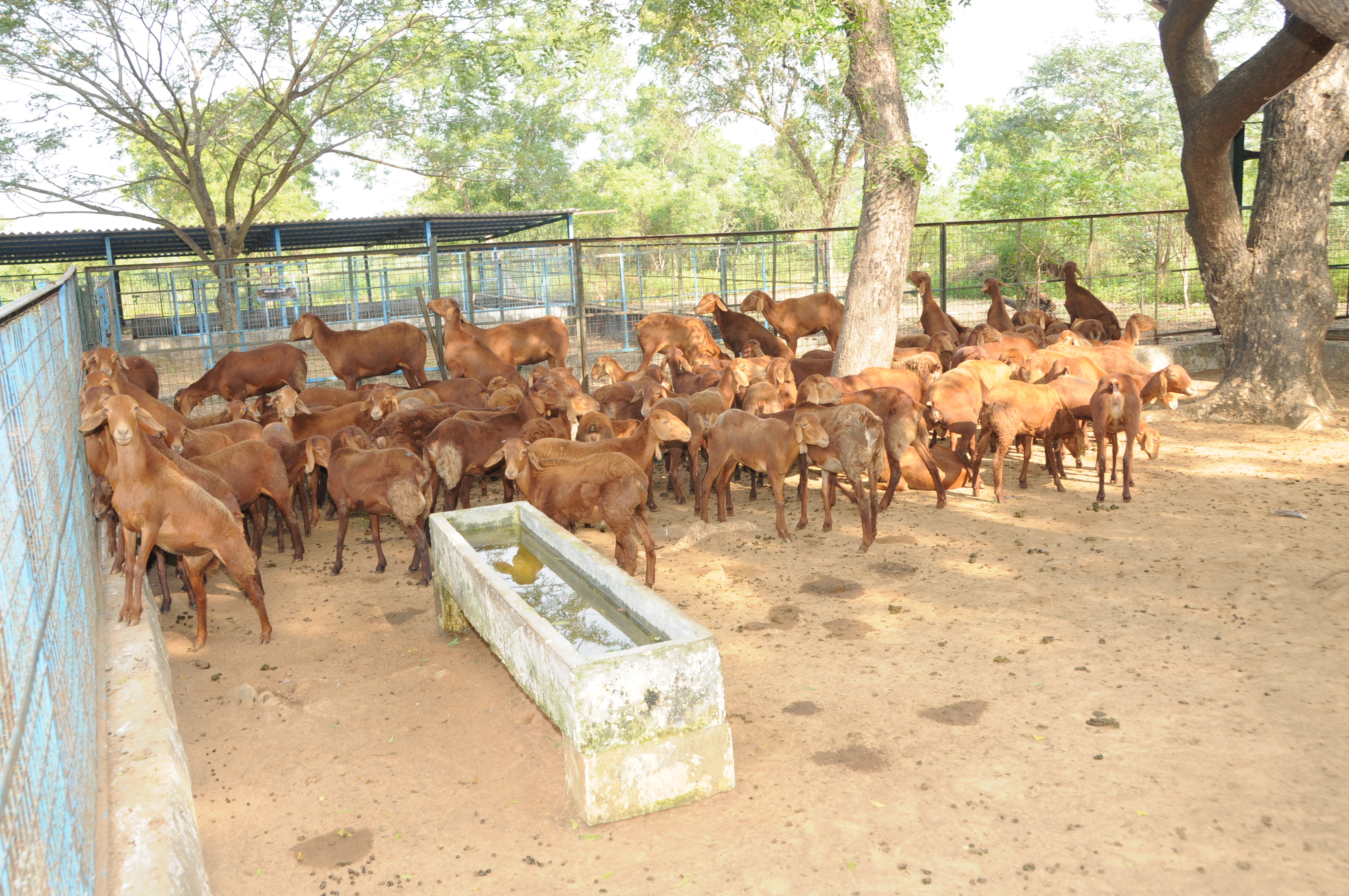 Manger and  Water trough